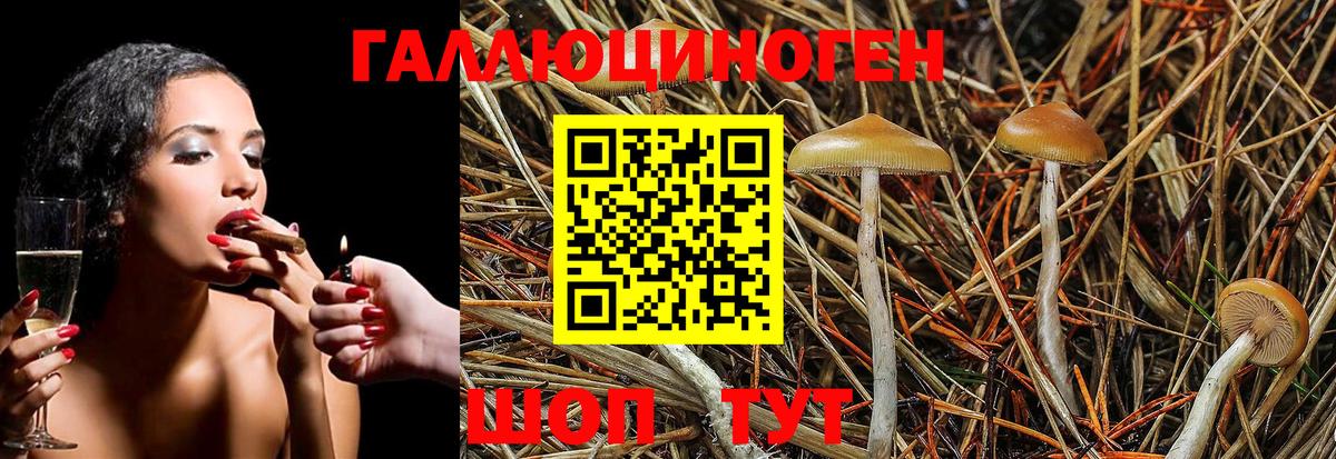 Псилоцибиновые грибы Cubensis Благодарный